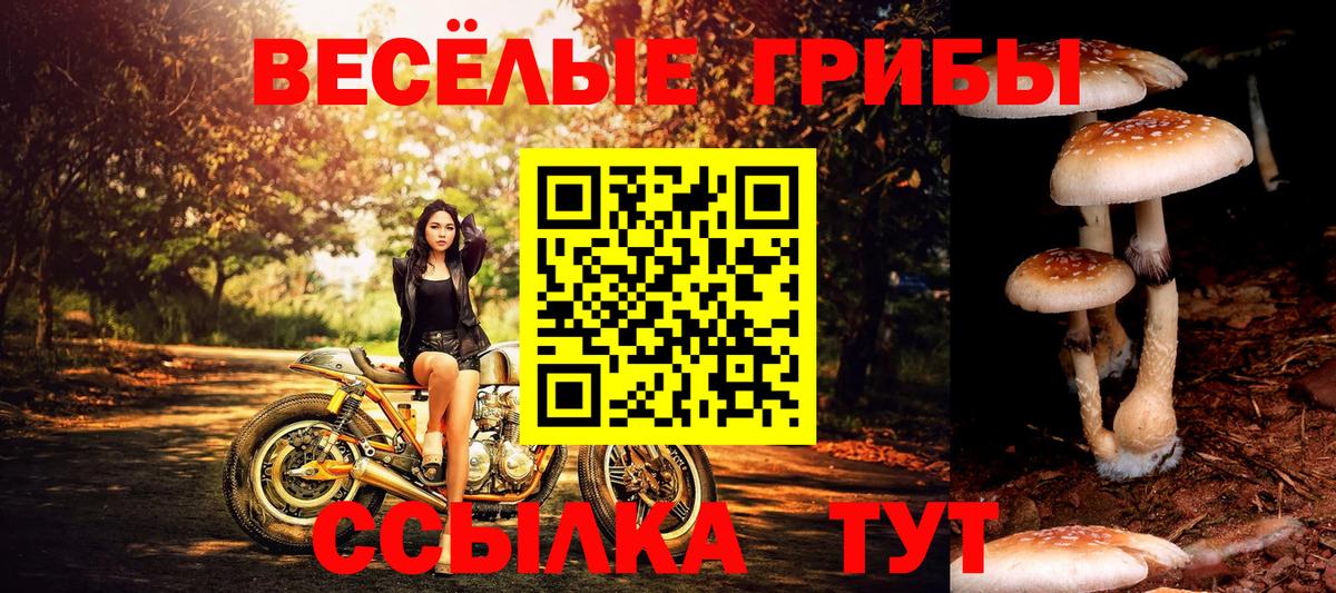 купить   Псилоцибиновые грибы Magic Shrooms  Вход с VPN  Знаменск 
